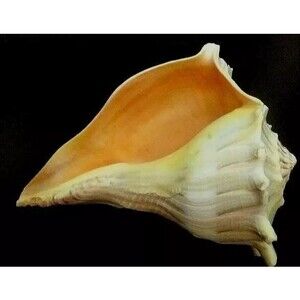 ToyFlorida Whelk figure 7 - 8" knobbed left hand welk beach decor ocean theme
